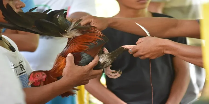 Theo dõi trực tiếp đá gà cựa dao trên 88LCB hàng giờ